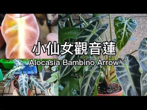 觀音蓮 風水|擁抱幸福的佈局：觀音蓮風水的魔力 – 植物盆栽綠寶典